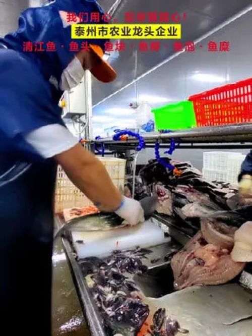 水產 源頭工廠 車間實拍 清江魚 鮰魚 為一線工人點贊